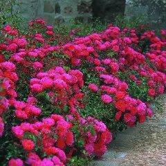 Rosier EMERA® Noatraum - Décorosiers