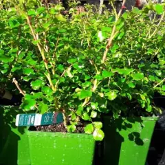 Rosier EMERA® Noatraum - Décorosiers