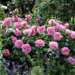 Rosier GERTRUDE JEKYLL ® Ausboard - Rosiers anglais