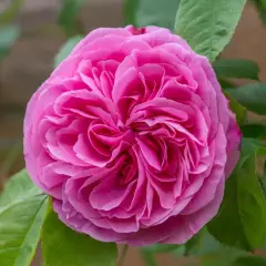 Rosier GERTRUDE JEKYLL ® Ausboard - Rosiers anglais