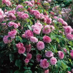 Rosier GERTRUDE JEKYLL ® Ausboard - Rosiers anglais