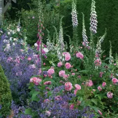 Rosier GERTRUDE JEKYLL ® Ausboard - Rosiers anglais
