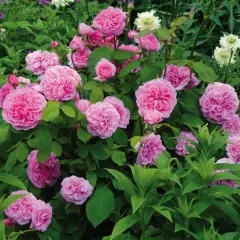 Rosier GERTRUDE JEKYLL ® Ausboard - Rosiers anglais