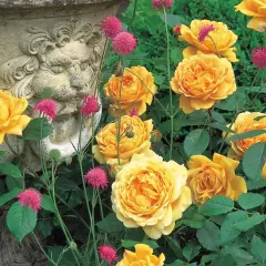 Rosier GOLDEN CELEBRATION ® Ausgold - Rosiers anglais
