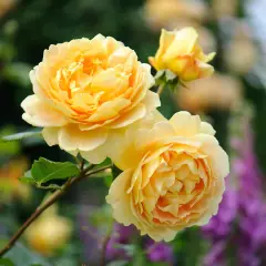 Rosier GOLDEN CELEBRATION ® Ausgold - Rosiers anglais