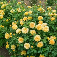 Rosier GOLDEN CELEBRATION ® Ausgold - Rosiers anglais
