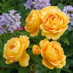 Rosier GOLDEN CELEBRATION ® Ausgold - Rosiers anglais