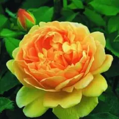 Rosier GOLDEN CELEBRATION ® Ausgold - Rosiers anglais