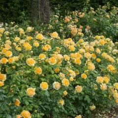 Rosier MOLINEUX ® Ausgold - Rosiers anglais