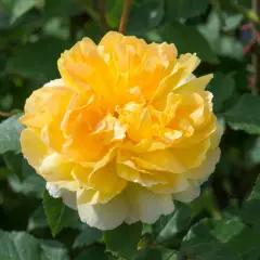 Rosier MOLINEUX ® Ausgold - Rosiers anglais