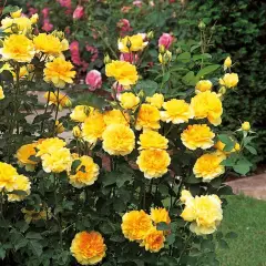Rosier MOLINEUX ® Ausgold - Rosiers anglais