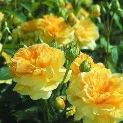Rosier MOLINEUX ® Ausgold - Rosiers anglais