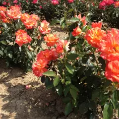Rosier Fellowship ® Harwelcome - Rosiers à massifs