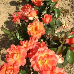 Rosier Fellowship ® Harwelcome - Rosiers à massifs