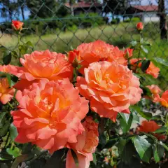 Rosier Fellowship ® Harwelcome - Rosiers à massifs