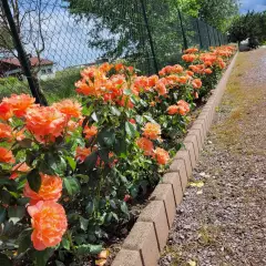 Rosier Fellowship ® Harwelcome - Rosiers à massifs