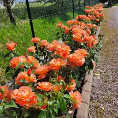 Rosier Fellowship ® Harwelcome - Rosiers à massifs
