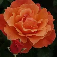 Rosier Fellowship ® Harwelcome - Rosiers à massifs