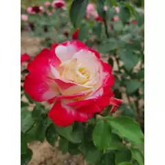 Rosier Andeli synonyme Double Delight - Rosiers à grandes fleurs