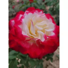 Rosier Andeli synonyme Double Delight - Rosiers à grandes fleurs