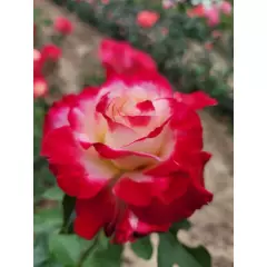 Rosier Andeli synonyme Double Delight - Rosiers à grandes fleurs