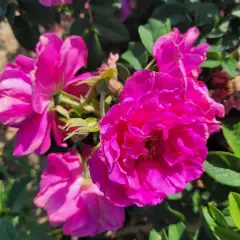 Rosier Pierrette Rugosa - Rosiers paysagers