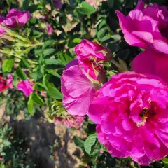 Rosier Pierrette Rugosa - Rosiers paysagers