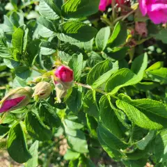 Rosier Pierrette Rugosa - Rosiers paysagers