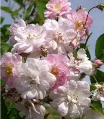 Rosier Paul's Himalayan Musk - Rosiers lianes (grimpants)