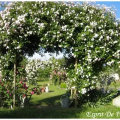Rosier Paul's Himalayan Musk - Rosiers lianes (grimpants)
