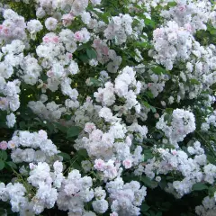Rosier Paul's Himalayan Musk - Rosiers lianes (grimpants)