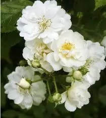 Rosier Guirlande d'Amour - Rosiers lianes (grimpants)