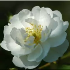 Rosier Guirlande d'Amour - Rosiers lianes (grimpants)