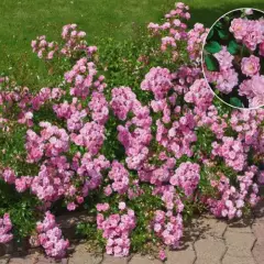 Rosier The Fairy - Rosiers couvre-sol et tapissants