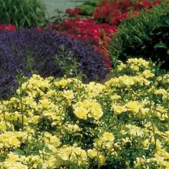 Rosier Suneva ® Noalesa - Décorosiers