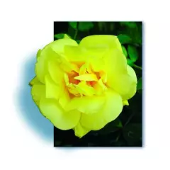Rosier Suneva ® Noalesa - Décorosiers