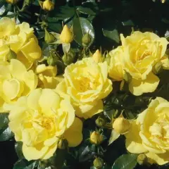 Rosier Suneva ® Noalesa - Décorosiers