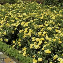 Rosier Suneva ® Noalesa - Décorosiers
