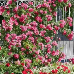Rosier EMERA® Noa907500 - Rosiers grimpants