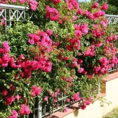 Rosier EMERA® Noa907500 - Rosiers grimpants
