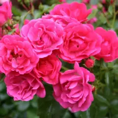 Rosier EMERA® Noa907500 - Rosiers grimpants
