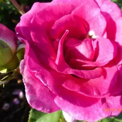 Rosier VIOLETTE PARFUMEE® Dorient - Rosiers à grandes fleurs