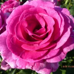 Rosier VIOLETTE PARFUMEE® Dorient - Rosiers à grandes fleurs