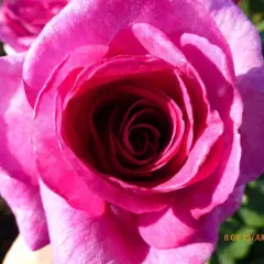 Rosier VIOLETTE PARFUMEE® Dorient - Rosiers à grandes fleurs