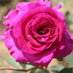 Rosier VIOLETTE PARFUMEE® Dorient - Rosiers à grandes fleurs