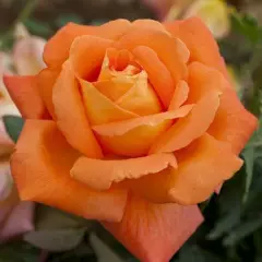 Rosier Louis De Funes® Meirestif - Rosiers à grandes fleurs