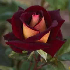 Rosier Eddy Mitchell® Meirysett - Rosiers à grandes fleurs