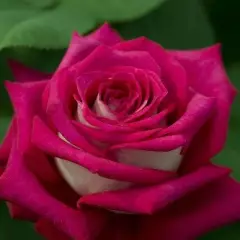 Rosier Monica Bellucci® Meimonkeur - Rosiers à grandes fleurs
