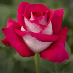 Rosier Monica Bellucci® Meimonkeur - Rosiers à grandes fleurs