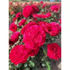 Rosier Mona Lisa® Meilyxir - Rosiers à massifs